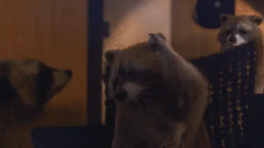 Raccoon Dance Party.gif